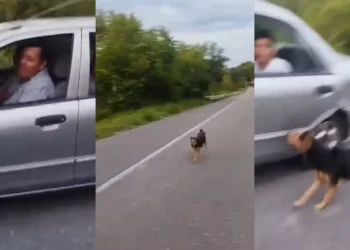 Abandonan perro en la vía del Guamo, pero testigos logran rescatarlo