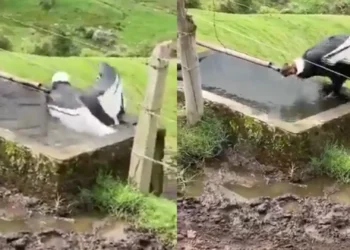 Cóndor andino sorprende al Valle del Cocora con un baño en su hábitat natural