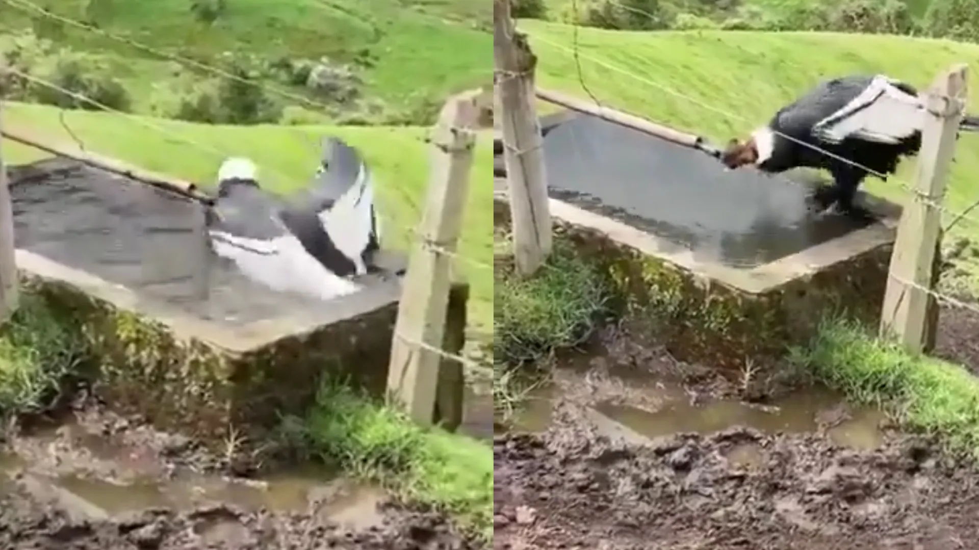 Cóndor andino sorprende al Valle del Cocora con un baño en su hábitat natural