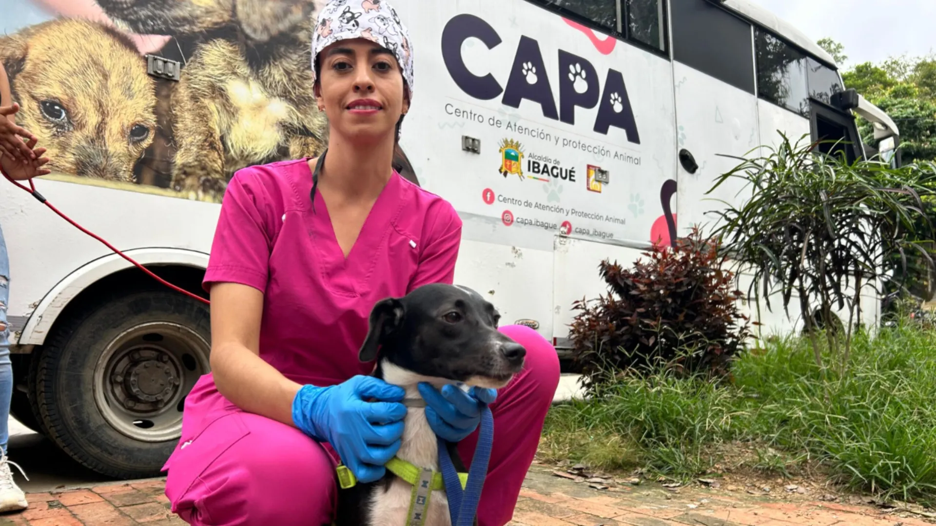 Ibagué realiza jornada gratuita de bienestar y adopción para mascotas este domingo