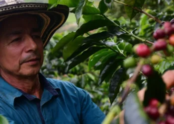 EE. UU. elimina aranceles al café colombiano: un respiro para el gremio cafetero