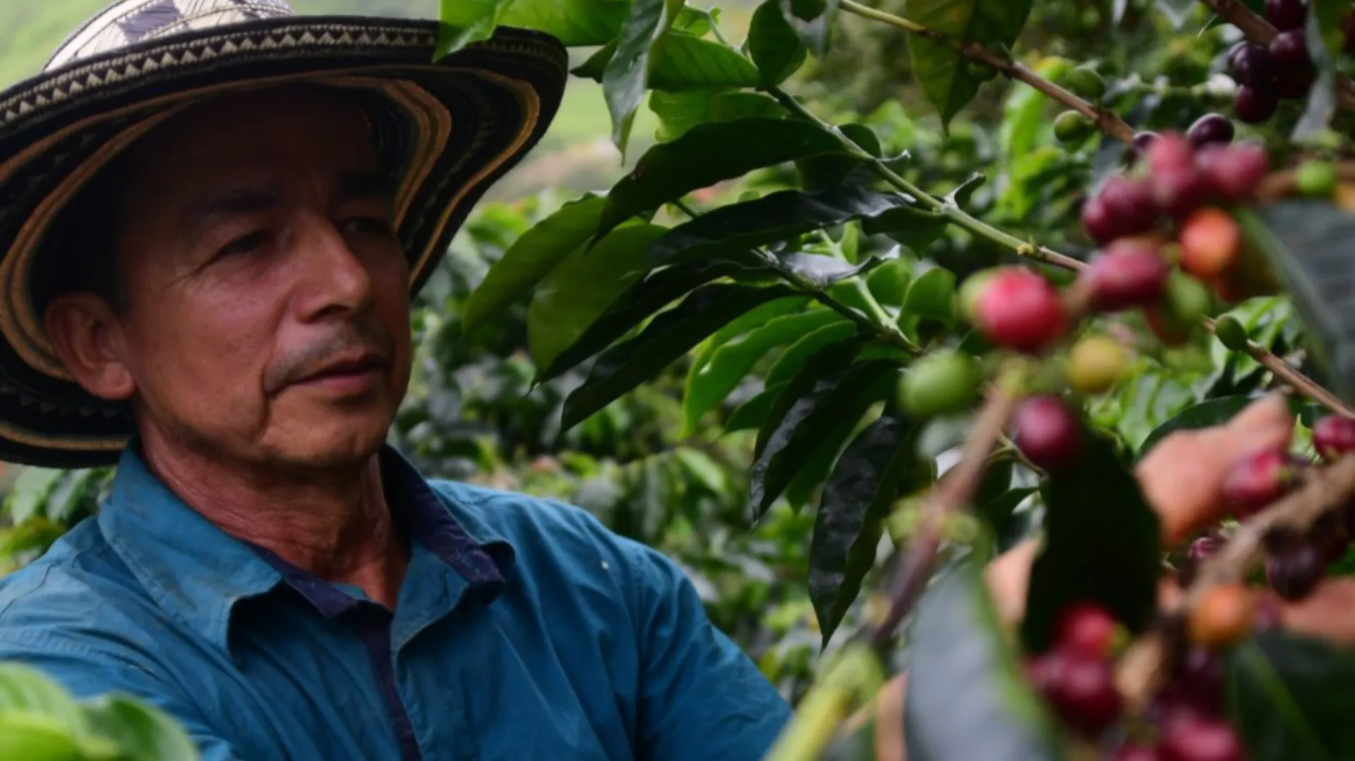 EE. UU. elimina aranceles al café colombiano: un respiro para el gremio cafetero