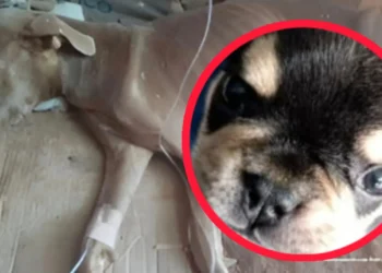 Condenados por brutales casos de maltrato animal en Santander y Antioquia