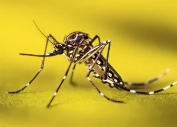 33% de los casos de Fiebre amarilla son agricultores; Tolima mantuvo epicentro