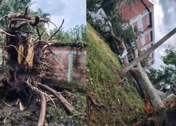 Lluvias generan caída de árboles en Ibagué y activan emergencias