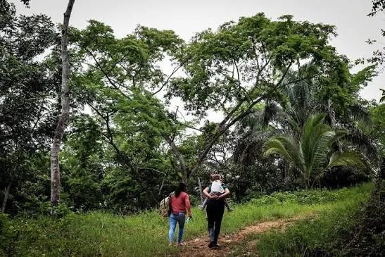 Denuncia violencia política en el sur del Tolima