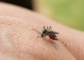 Fiebre amarilla deja cuatro muertos y enciende alertas sanitarias en el Tolima