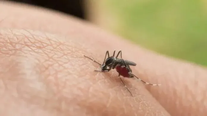 Fiebre amarilla deja cuatro muertos y enciende alertas sanitarias en el Tolima