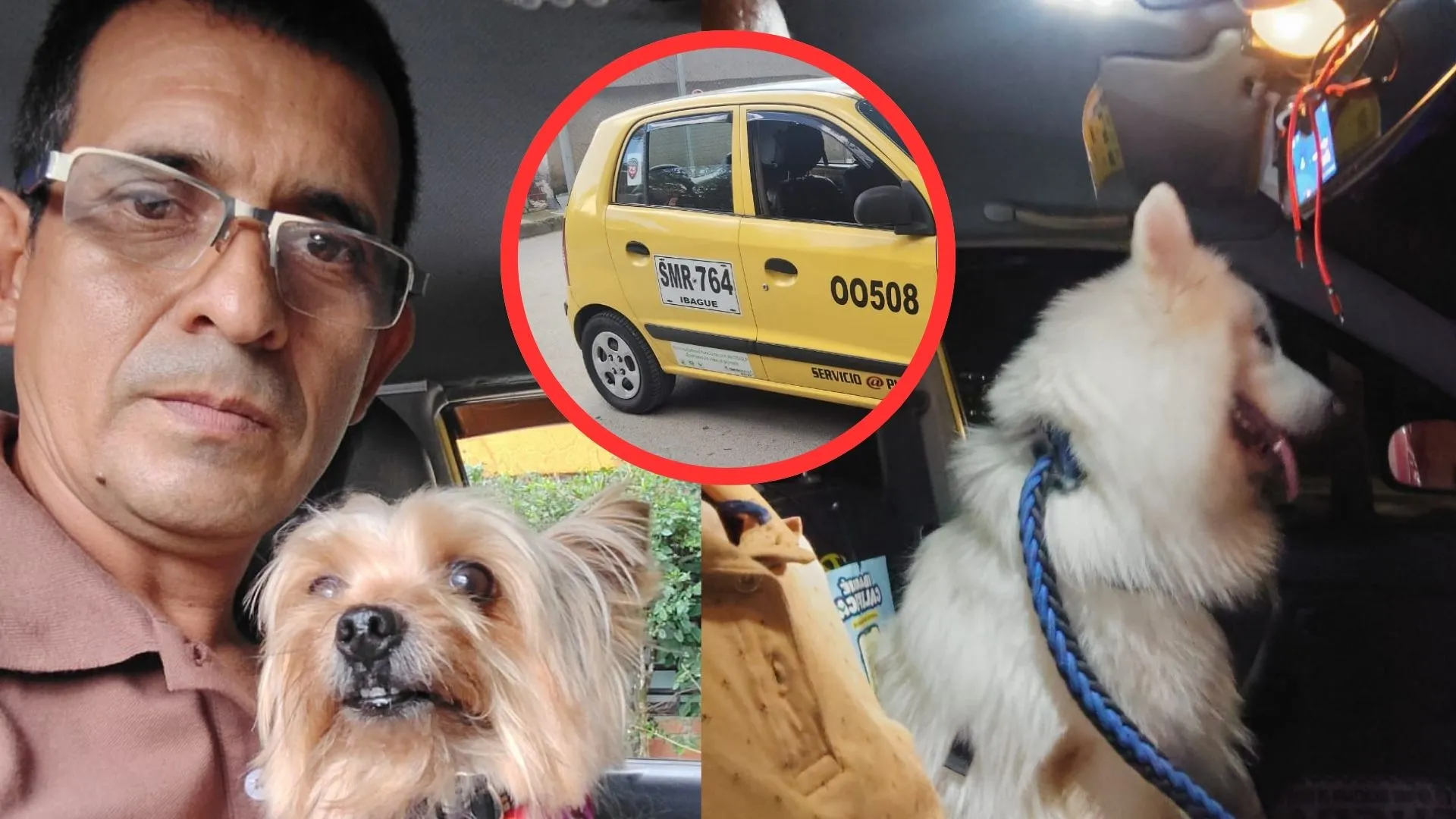 El taxista pet friendly que transporta mascotas en Ibagué