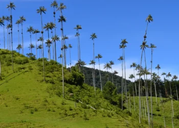 Tolima arranca 2026 con altas expectativas económicas por el puente de Reyes