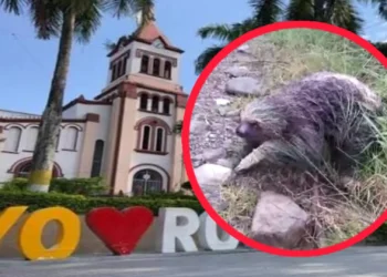 Avistan oso perezoso en zona rural de Rovira