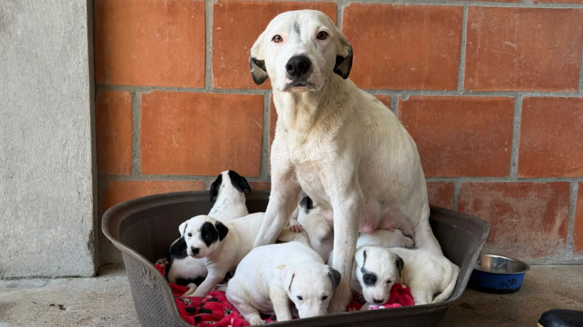 Rescatan en Ibagué a perrita y sus cachorros tras denuncia por maltrato