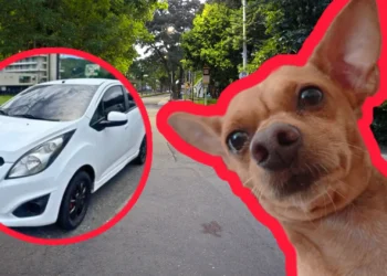 Conductor arrolló a un perro en Villacafé y huyó sin responder