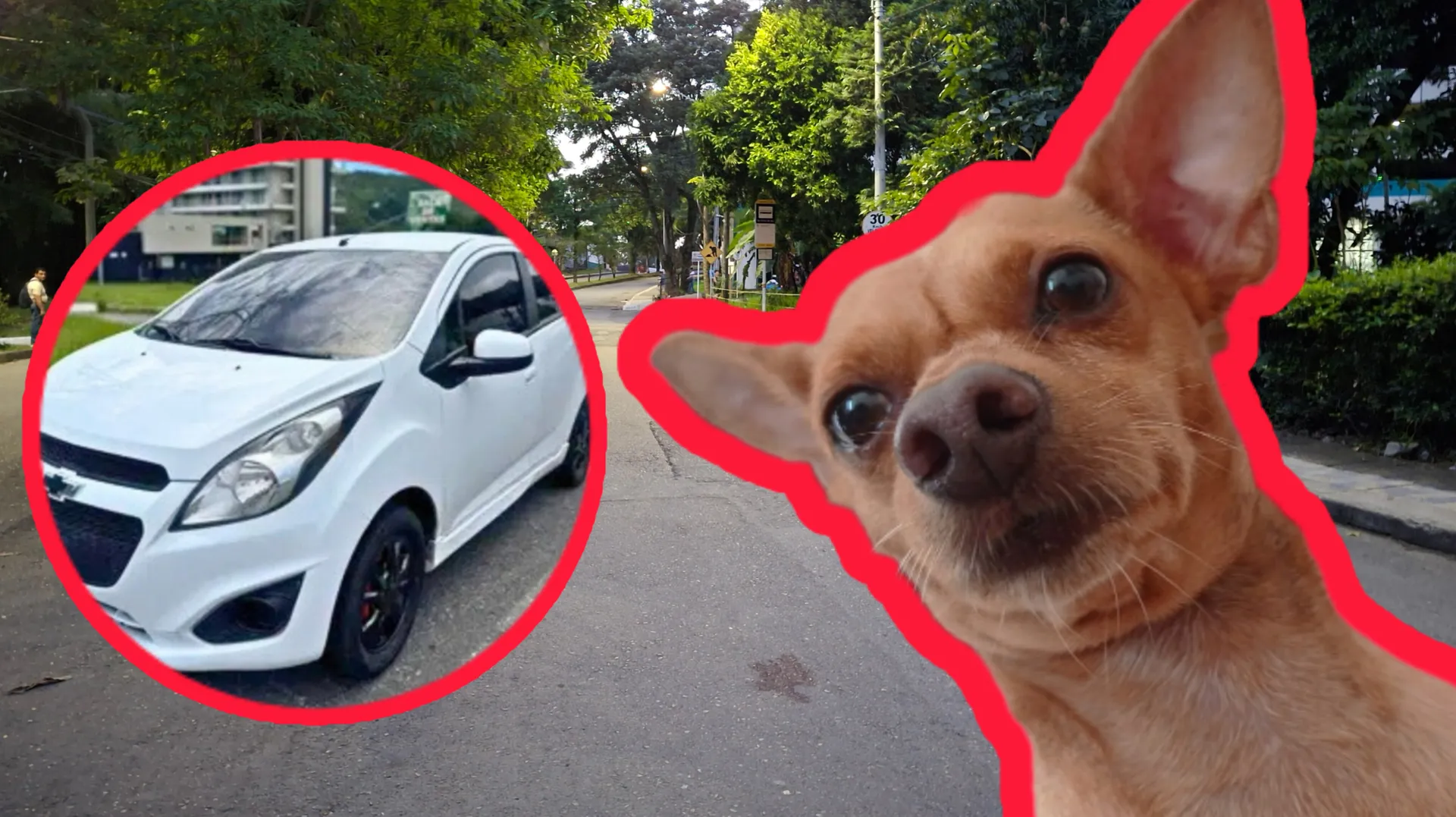 Conductor arrolló a un perro en Villacafé y huyó sin responder