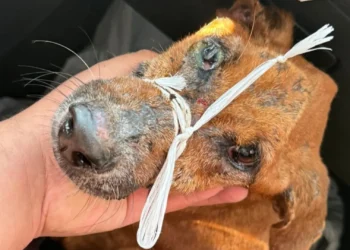 Rescatan en El Espinal a perro en grave estado