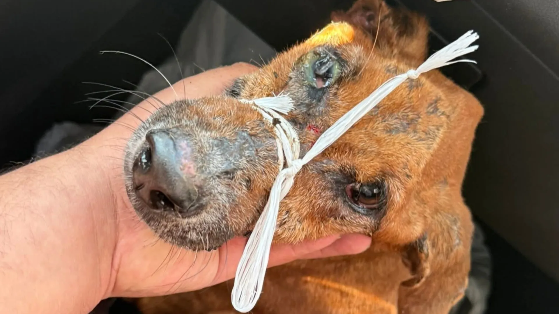 Rescatan en El Espinal a perro en grave estado