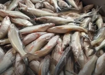 Pescadores alertan por crisis en la subienda de Honda