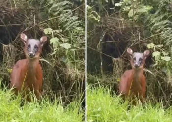 Avistamiento de venado rojo andino reaviva llamado ambiental en el norte del Tolima