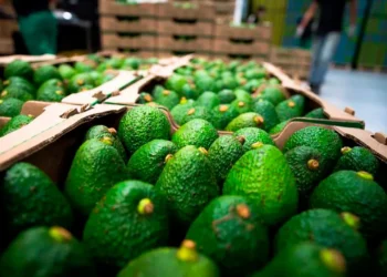 El aguacate hass colombiano alcanza cifras históricas en exportaciones