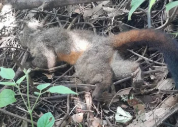 Alarma rural en Chaparral por hallazgo masivo de primates muertos