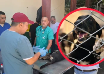 Jornada médica devuelve la esperanza a 60 perros rescatados en El Espinal