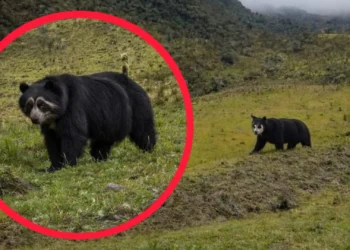 Avistamiento de osos en Murillo activa alerta ambiental