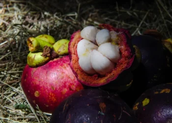 Mangostino de Mariquita logra denominación de origen