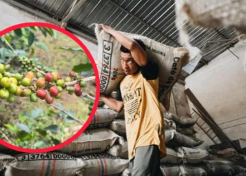 Ibagué dispara sus exportaciones y fortalece presencia internacional