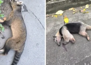 Crece preocupación por muerte de fauna silvestre en la vía Rovira – Ibagué