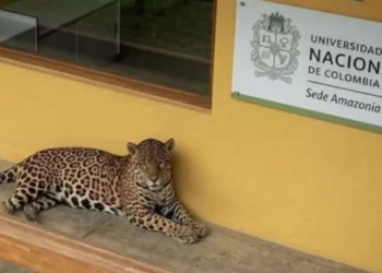 Operativo exitoso permitió rescatar jaguar hallado dentro de campus universitario en la Amazonía