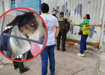 Rescatan a “Tuerca”, una perrita que habría sido víctima de abandono en un taller de Ibagué