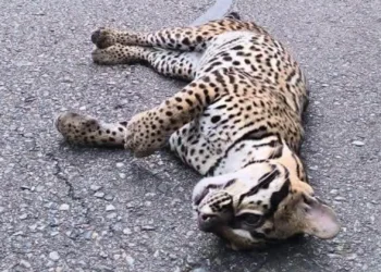 Alarma en Chaparral por muerte de felino silvestre en carretera
