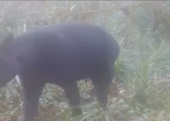 La danta de páramo reaparece en Roncesvalles