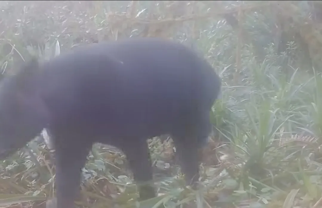 La danta de páramo reaparece en Roncesvalles