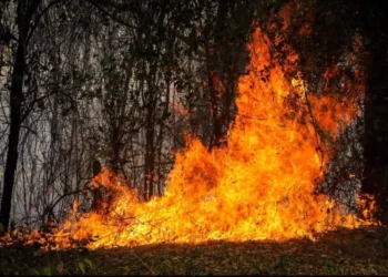Tolima se une para enfrentar la tragedia de los incendios forestales