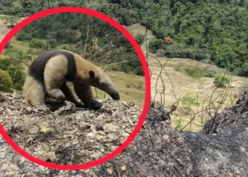 ¡Sobrevivió al incendio! Bomberos rescatan a oso hormiguero entre las llamas en Ataco