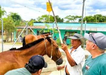 Bienestar para los animales que combaten el fuego