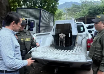 Rescatan a ‘Peludita’ en Ibagué por presunto maltrato animal