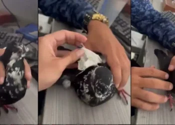 Paloma con ‘encargo’ fue interceptada cuando intentaba ingresar a una cárcel de Ibagué