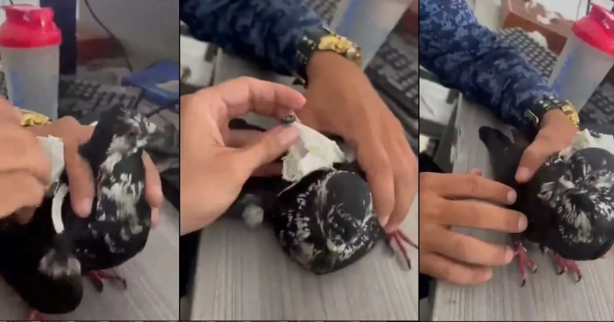 Paloma con ‘encargo’ fue interceptada cuando intentaba ingresar a una cárcel de Ibagué